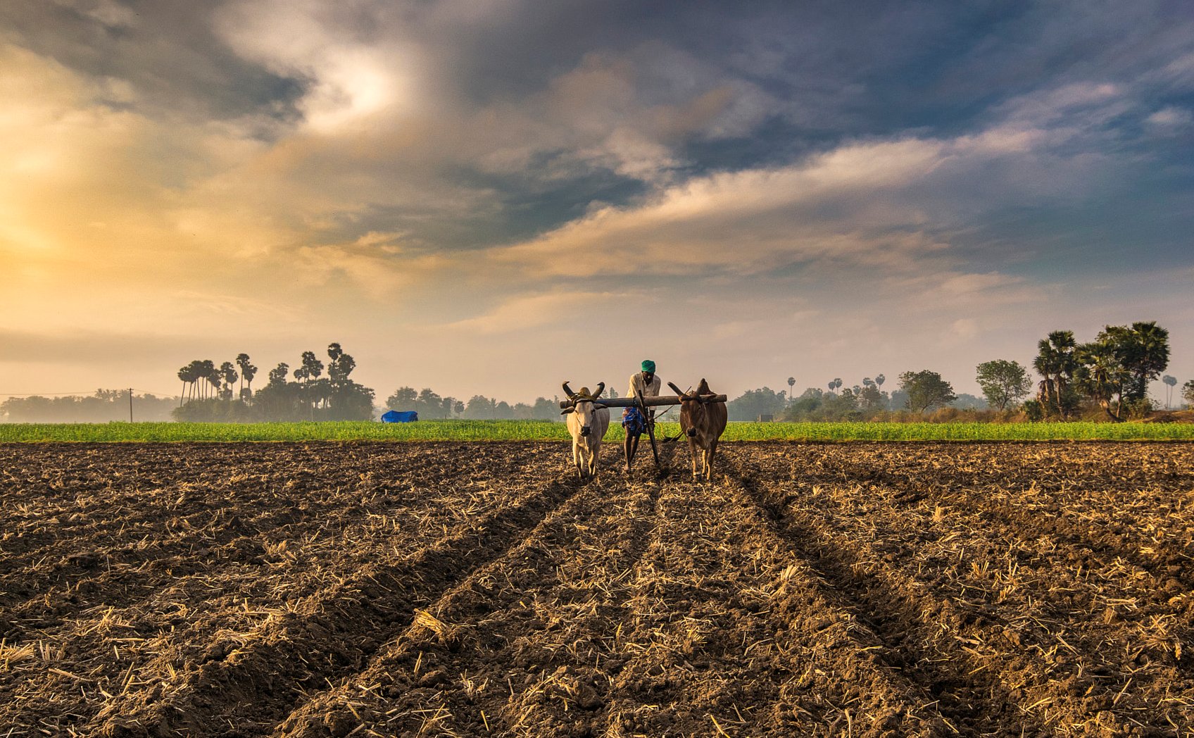 India s Biggest Challenge The Future Of Farming The India Forum